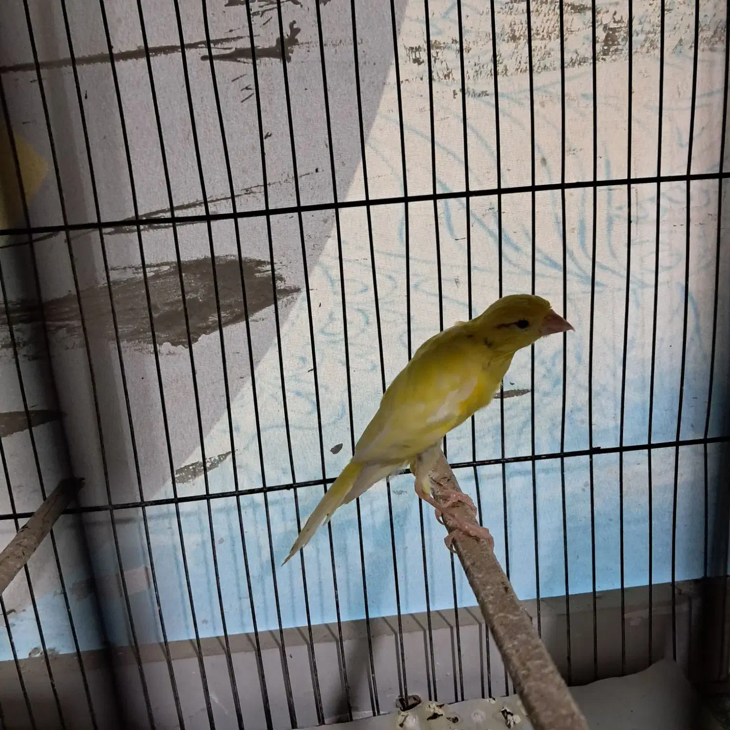 ۲جفت قناری یسرجیبر سوقدیم|پرنده|قزوین, |دیوار