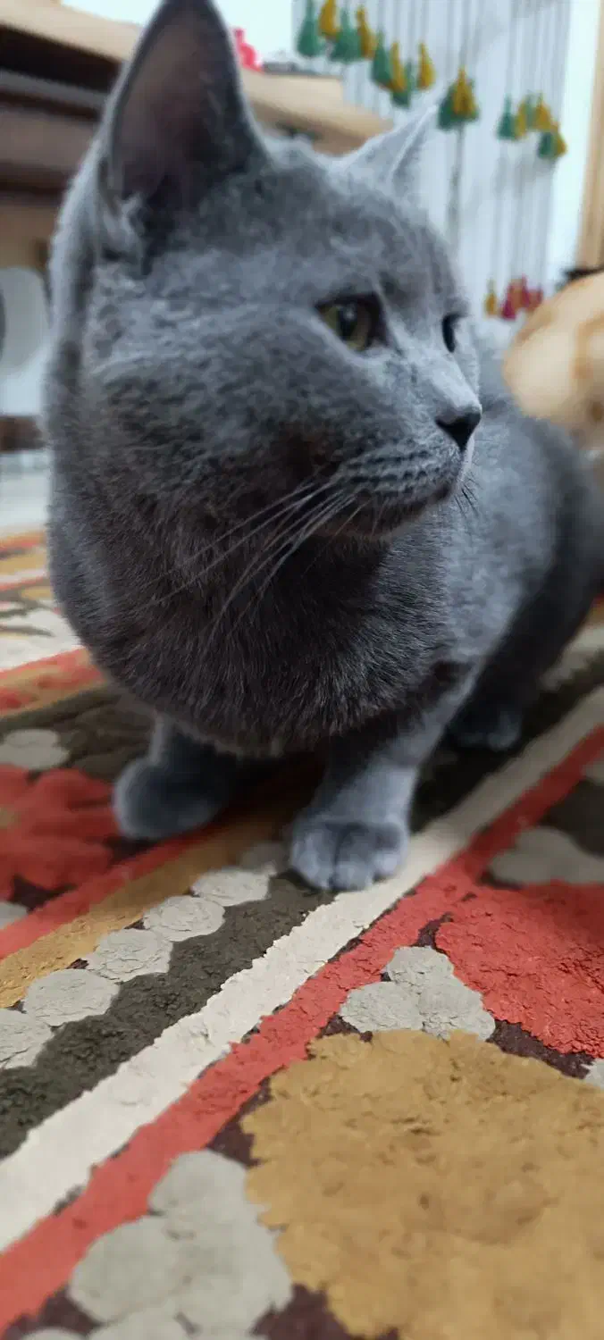 گربه بریتیش نژاد دار|گربه|فردیس, خیام غربی|دیوار