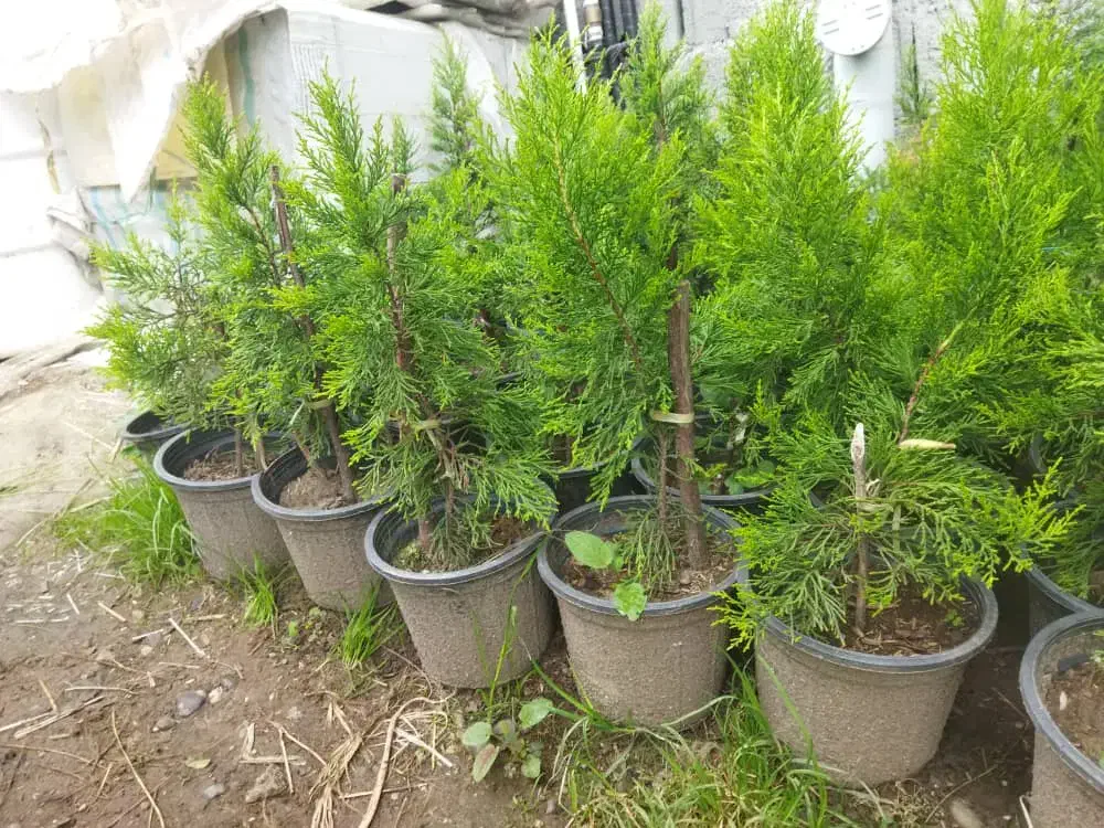 کاج طلایی سطل ۴|گل و گیاه طبیعی|چابکسر, |دیوار