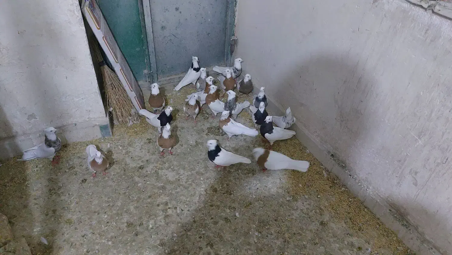 طوقی|پرنده|کنگاور, |دیوار