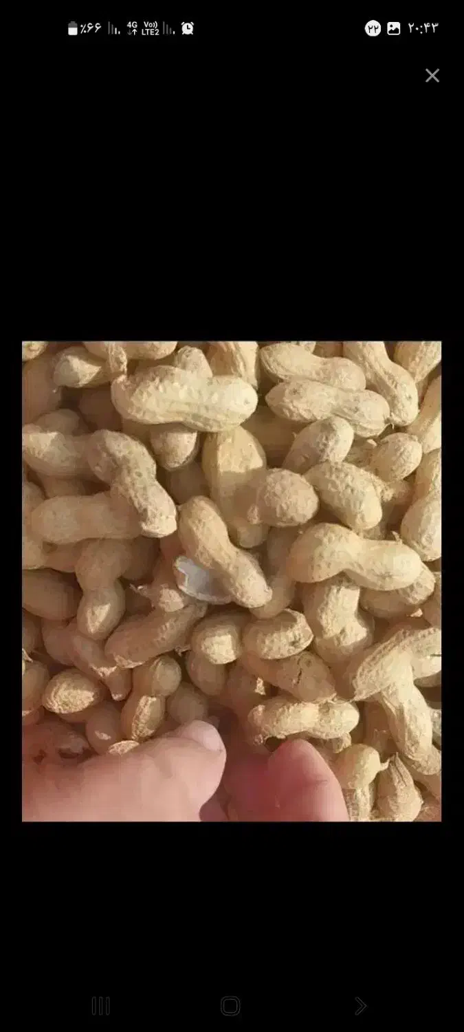 بادام زمینی مغان خشکن شده ۸تن قیمت ۱۲۸۰|خوردنی و آشامیدنی|پارسآباد, |دیوار