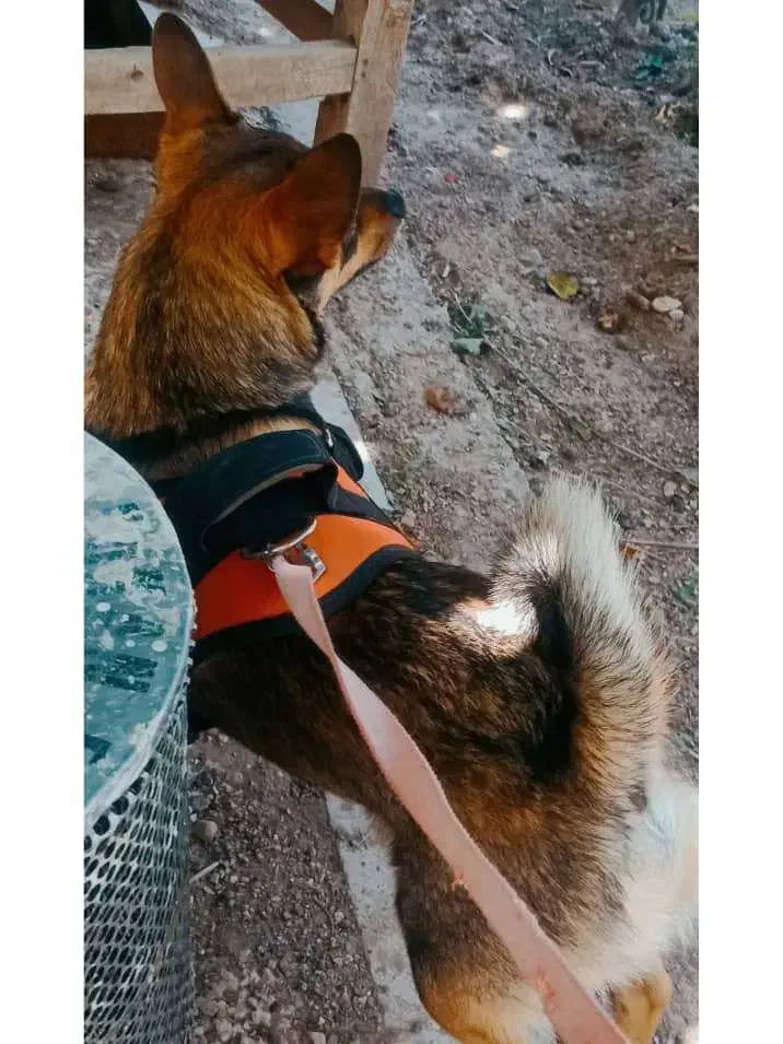 سگ اشپیز پامر روباهی|سگ|فسا, |دیوار