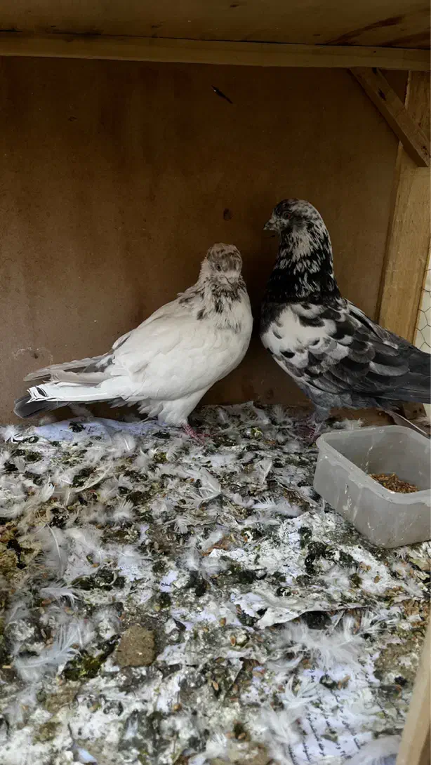 کفتر|پرنده|قم, آزادگان|دیوار