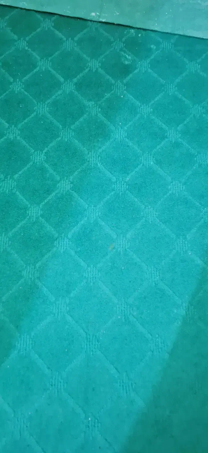 موکت ظریف مصور ۹متری|موکت|ساوه, |دیوار