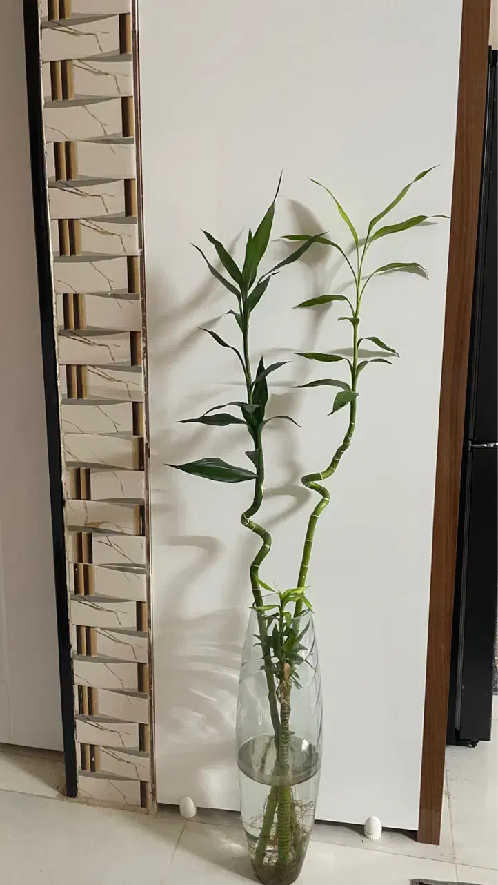 گل بامبویانمادثروت|گل و گیاه طبیعی|کازرون, |دیوار