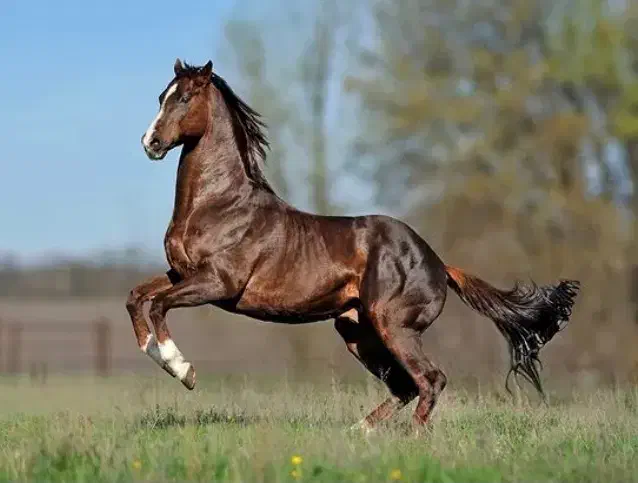 فروش اسب|اسب و تجهیزات اسب‌سواری|چهاردانگه (تهران), |دیوار