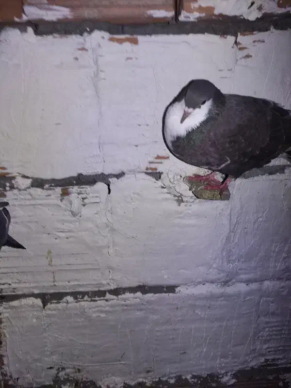 کربلایی ساده گرگی|پرنده|گرگان, |دیوار