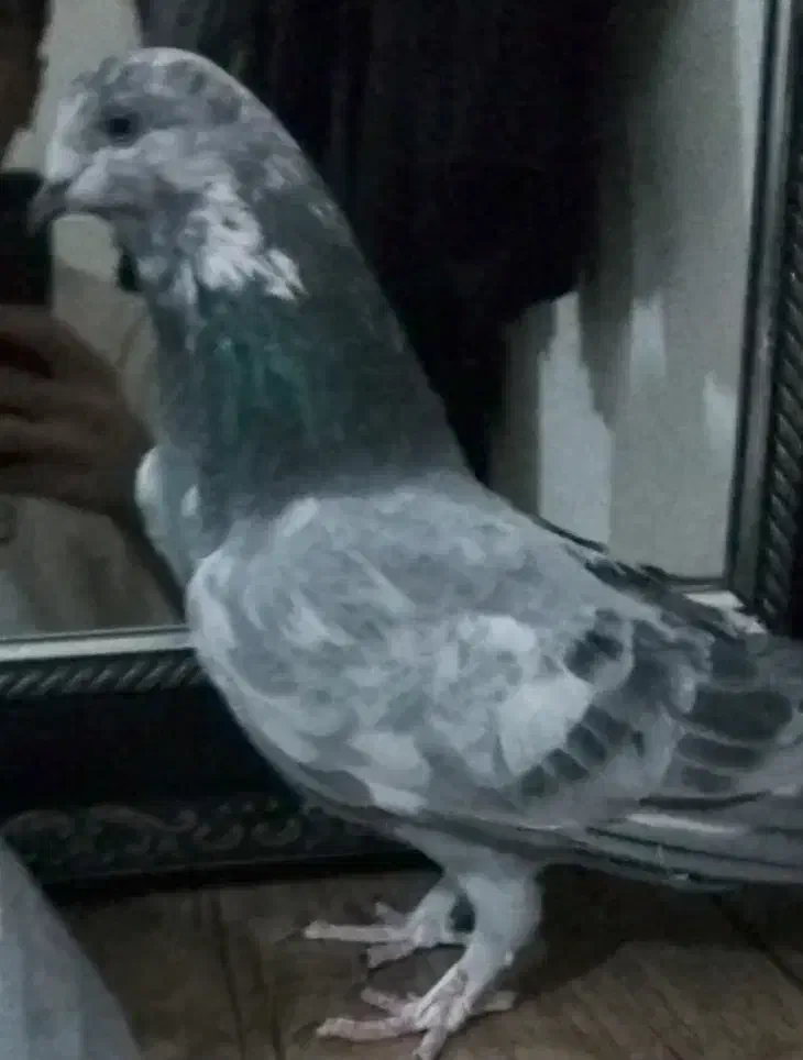 کبوتر|پرنده|کرمانشاه, |دیوار