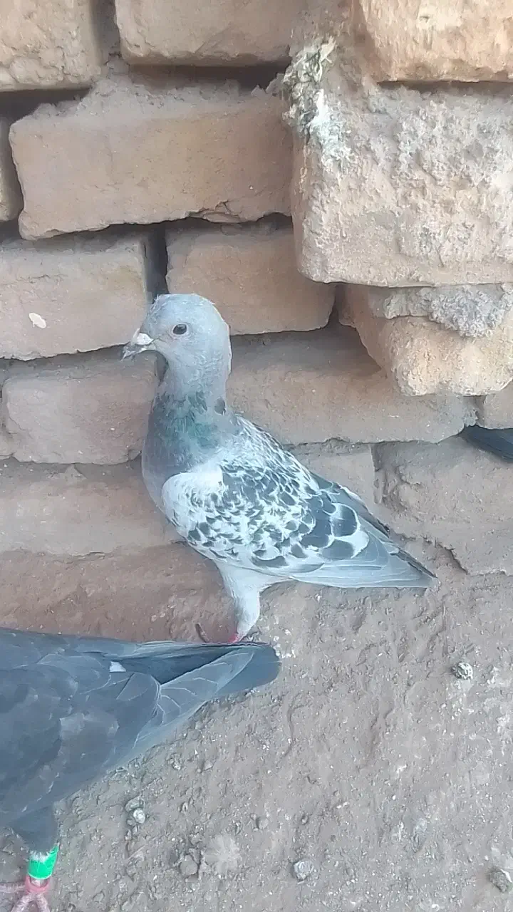 دوتا کبوتر یا کفتر معامله با رنگه|پرنده|نصر آباد, |دیوار