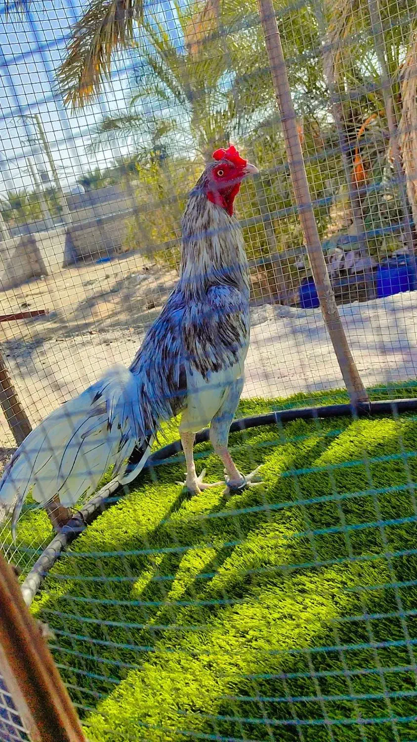 خروس میانوالی جوان سرحال زمانتی|حیوانات مزرعه|مهرستان, |دیوار