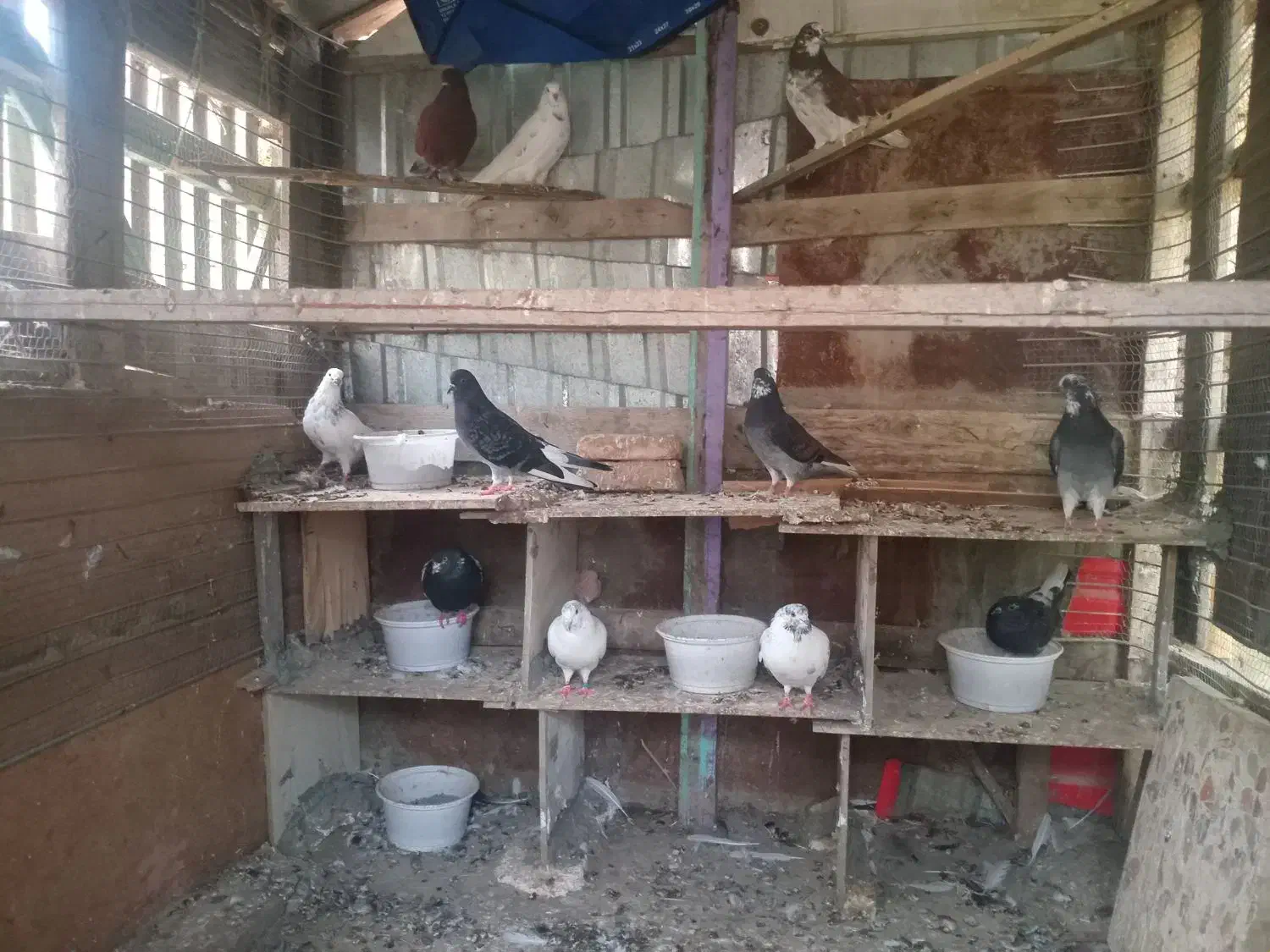 همه حیوان یکجا بع فروش میرسد|پرنده|گمیشان, |دیوار