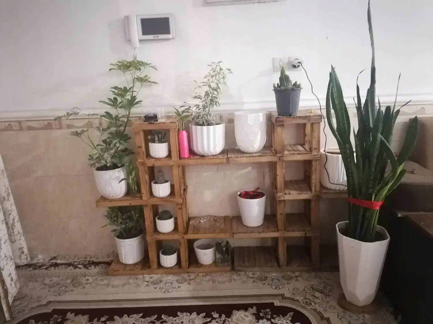 آستن وگل|گل و گیاه طبیعی|برازجان, |دیوار