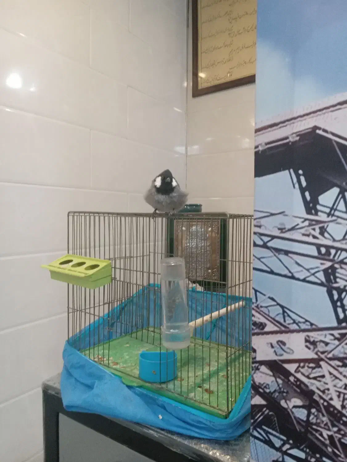 طوطی، نیمه دستی|پرنده|شهرکرد, |دیوار