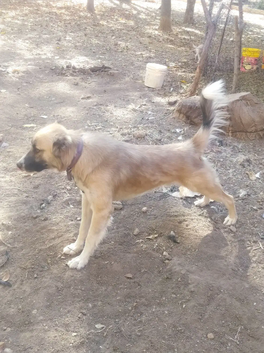 سگ پاکستانی|سگ|الشتر, |دیوار