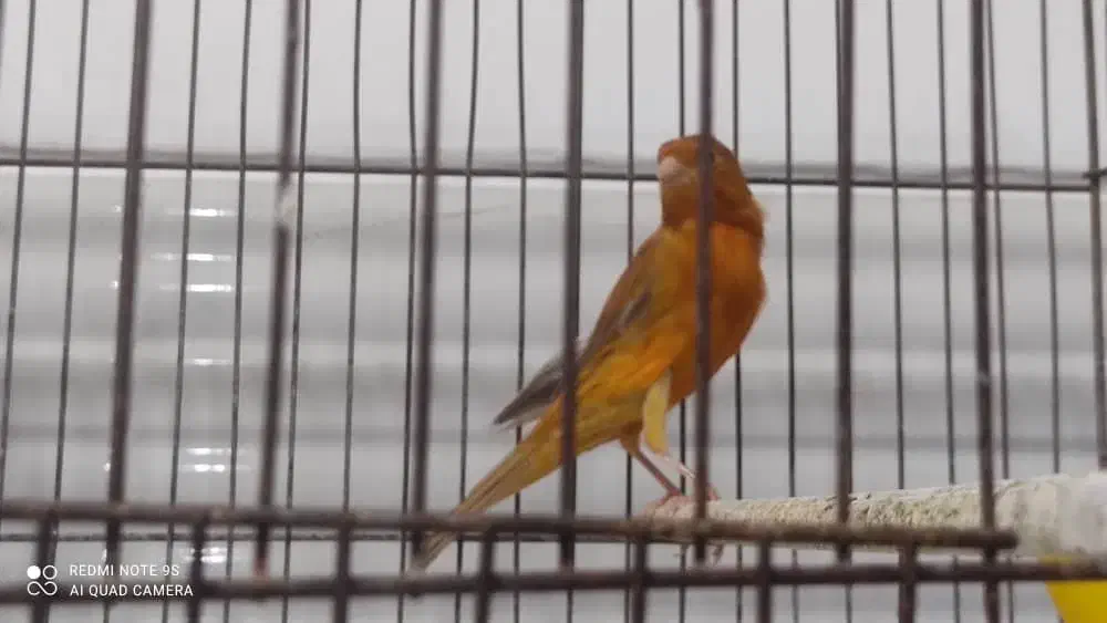 فروش قناری سرخ و شتری سرخ و پرتقالی|پرنده|مرودشت, بیست متری بیمارستان|دیوار