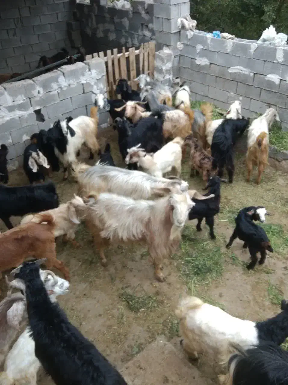 بز زاییده|حیوانات مزرعه|بهبهان, |دیوار