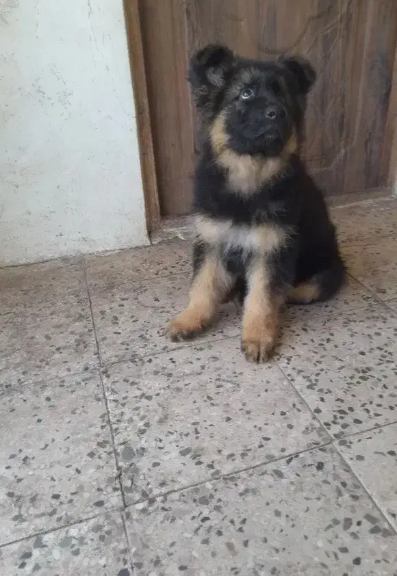 ژرمن شپرد شولاین|سگ|رشت, گلسار|دیوار