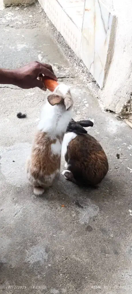 خرگوش|موش و خرگوش|سیریک, |دیوار