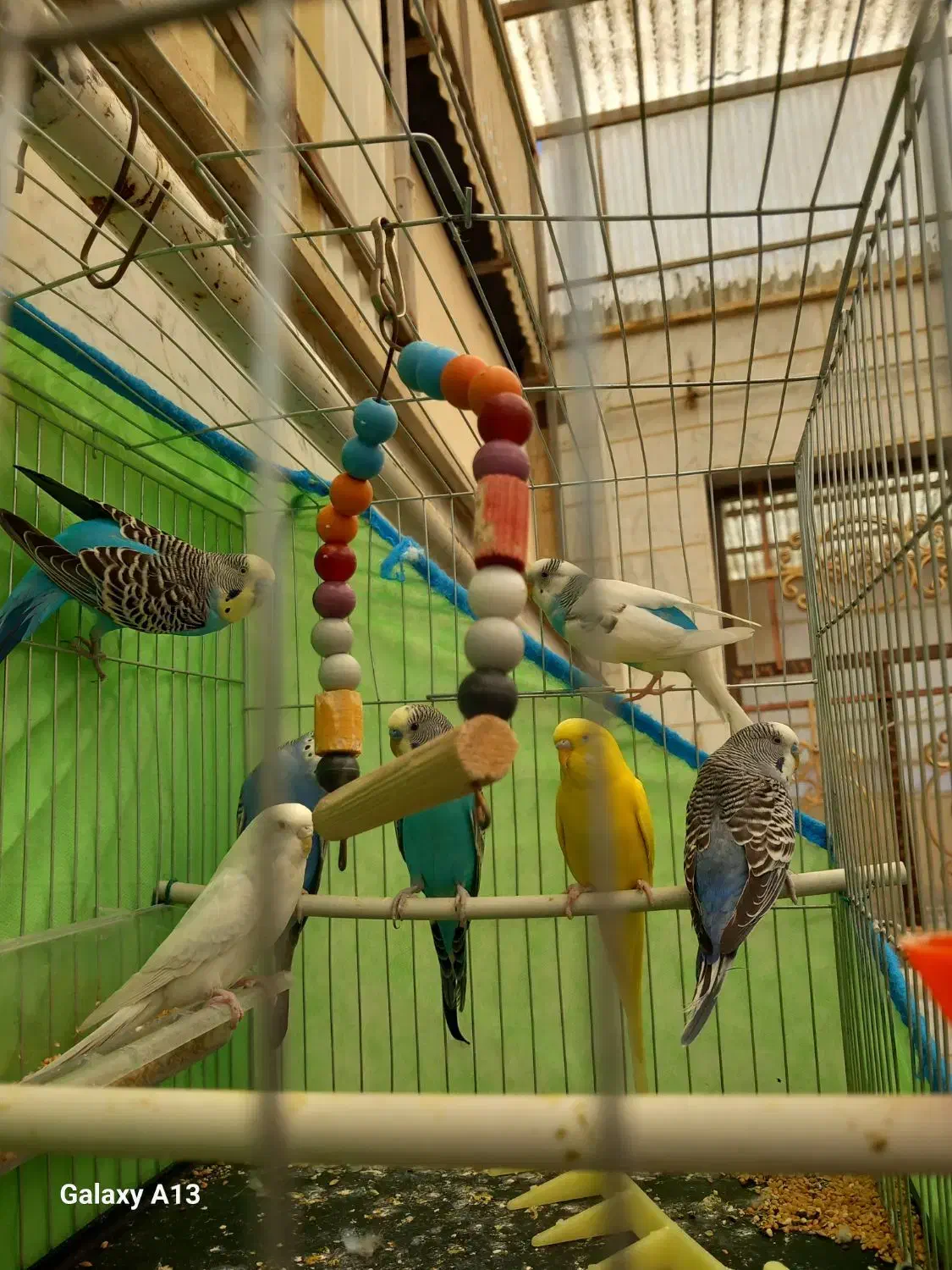 مرغ عشق  سالم و سرحال و آماده|پرنده|خرمدره, |دیوار