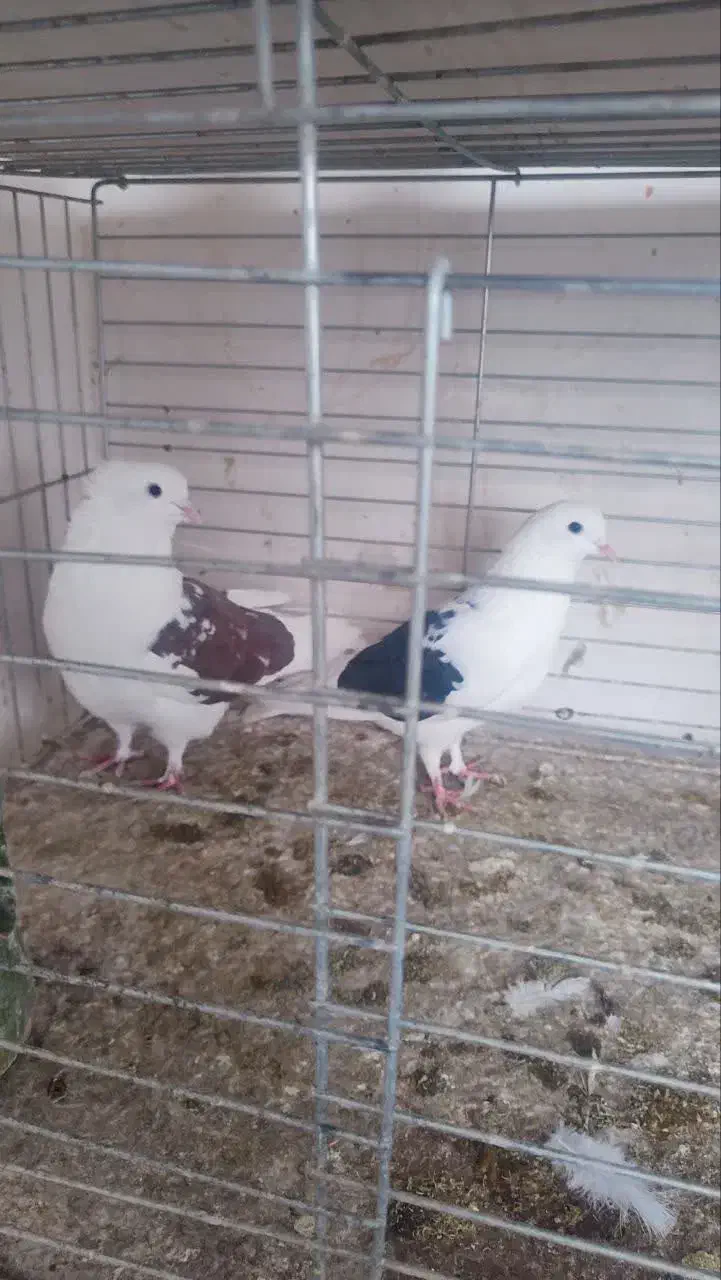 فروش ۵جفت نروماده|پرنده|آران و بیدگل, |دیوار