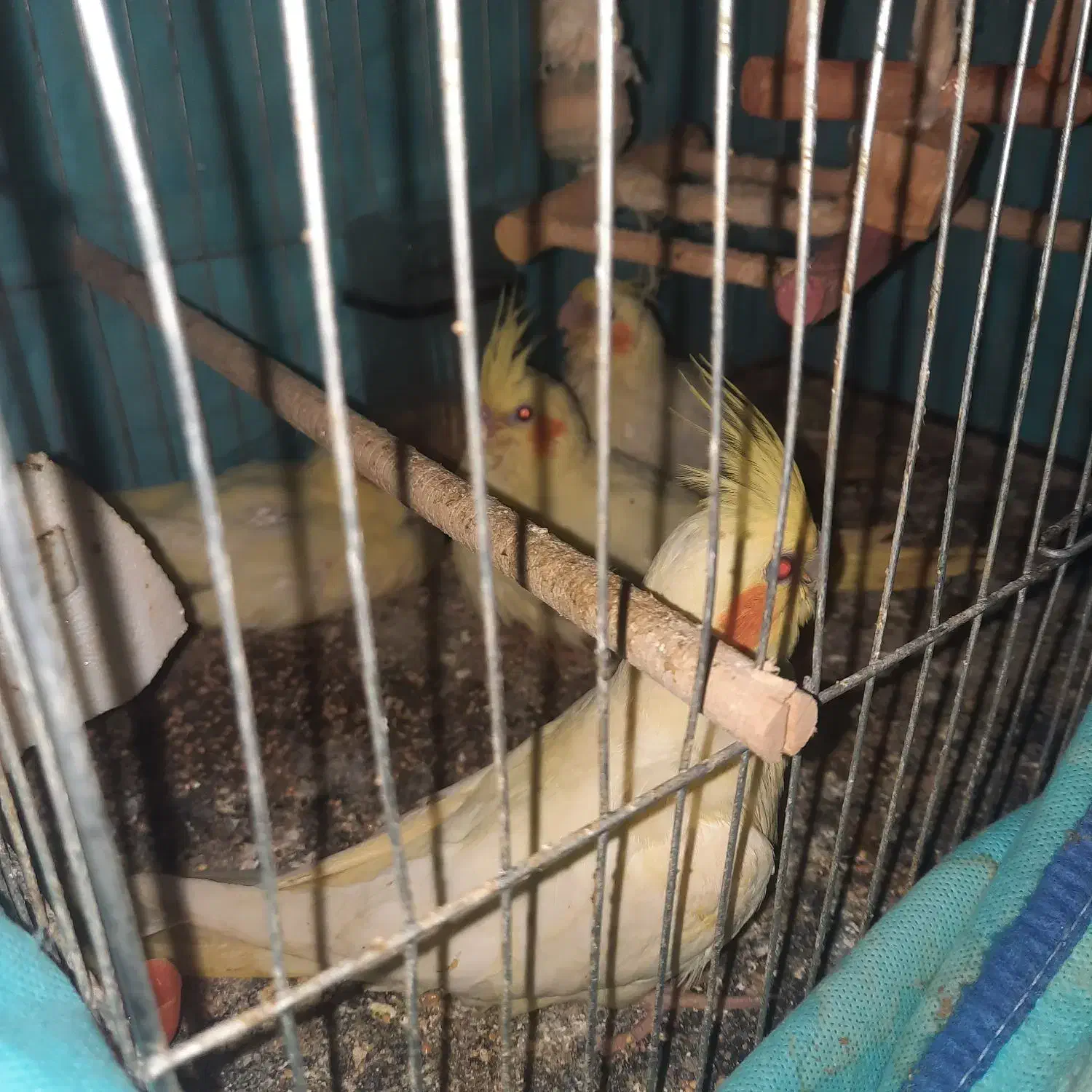 عروس هلندی لوتیتو چشم شرابی|پرنده|بندرعباس, |دیوار