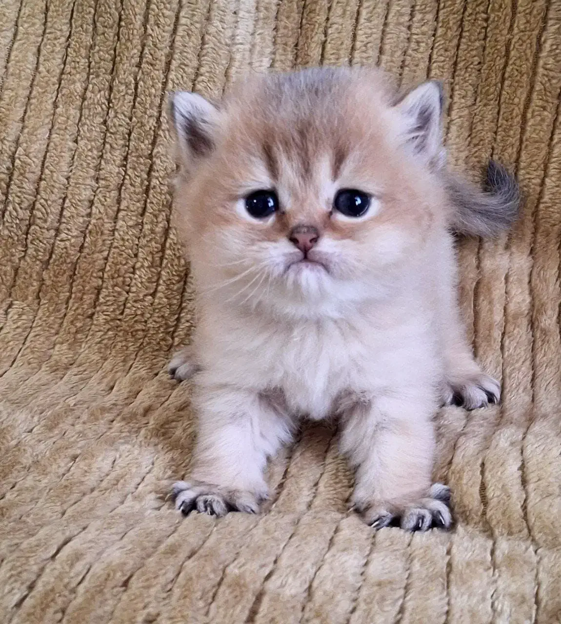 گربه های خانگی اصیل|گربه|شیراز, قدوسی شرقی|دیوار