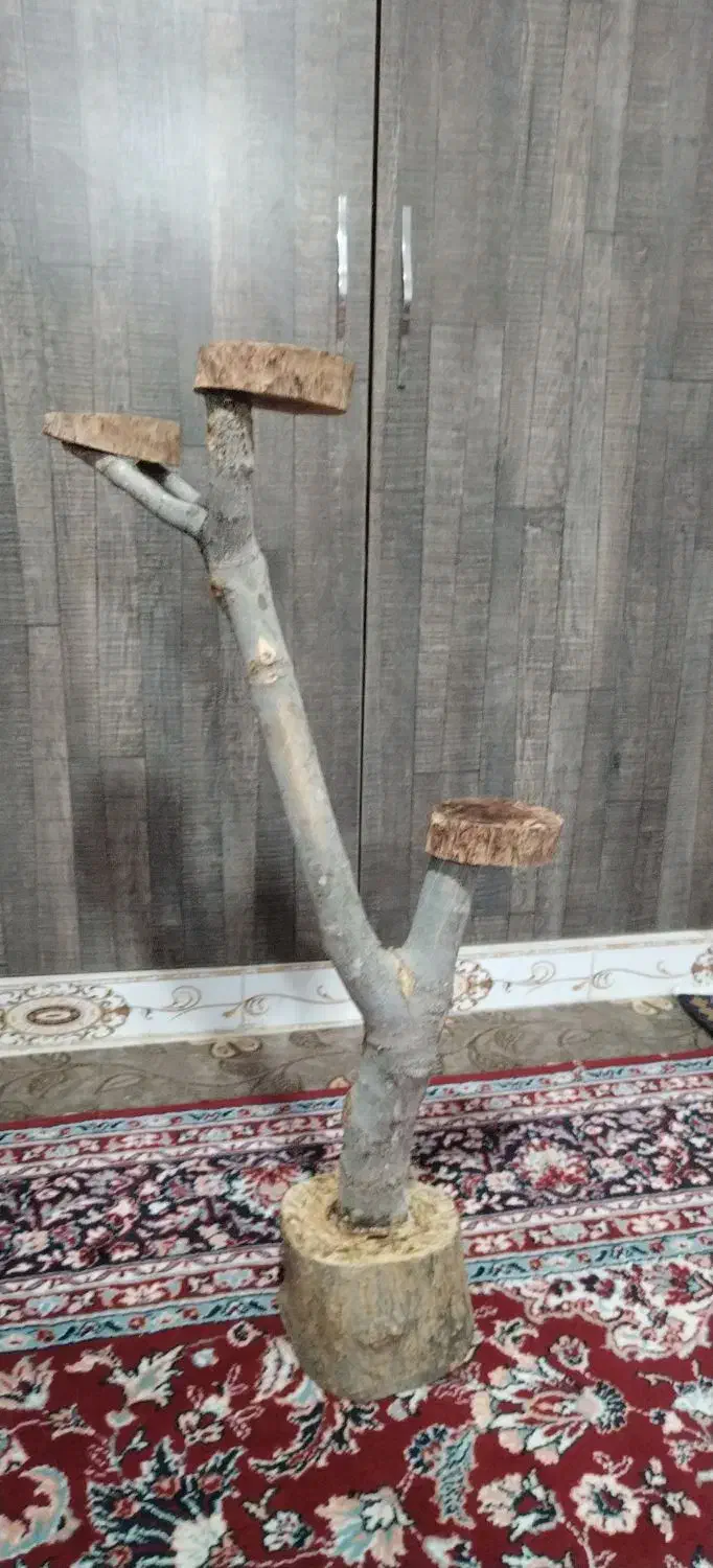 استند طبیعی درختچه|صنایع دستی و سایر لوازم تزئینی|دشتابی, |دیوار