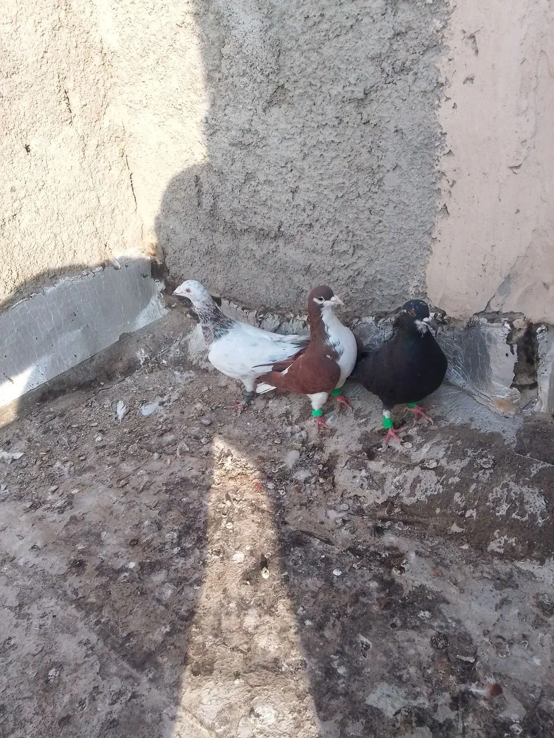 پنج تا سید|پرنده|قوچان, |دیوار