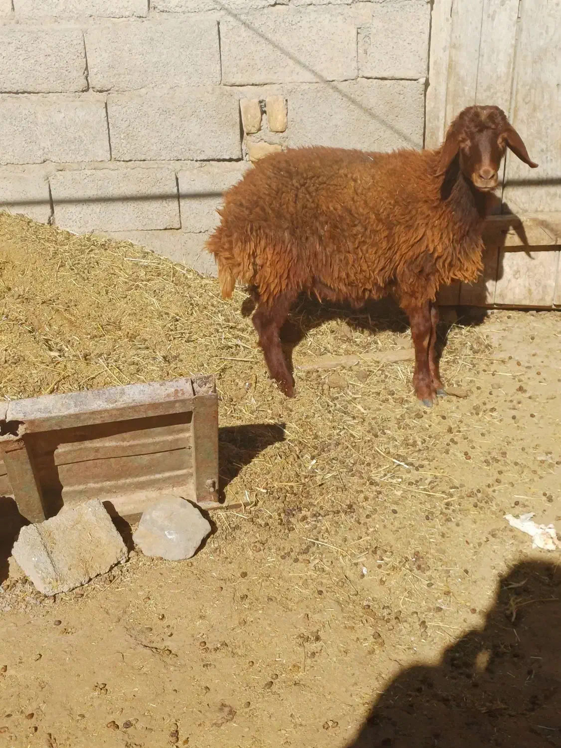 بره نر|حیوانات مزرعه|هریس, |دیوار