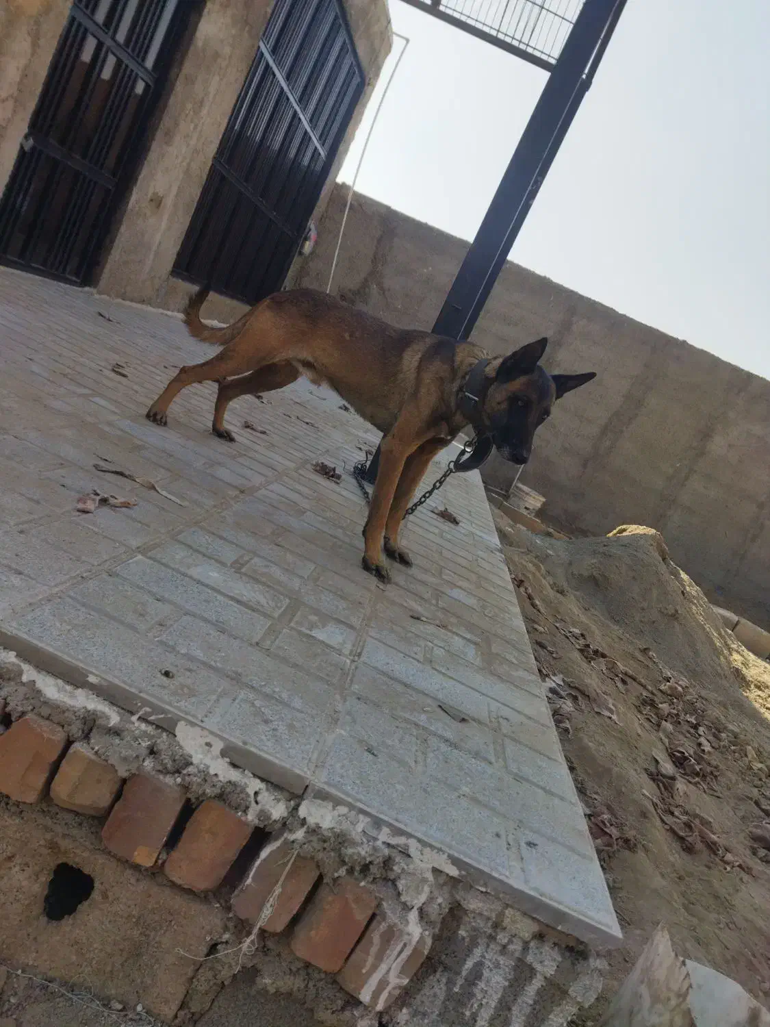 سگ نر|سگ|پاکدشت, پاکدشت (مامازند)|دیوار