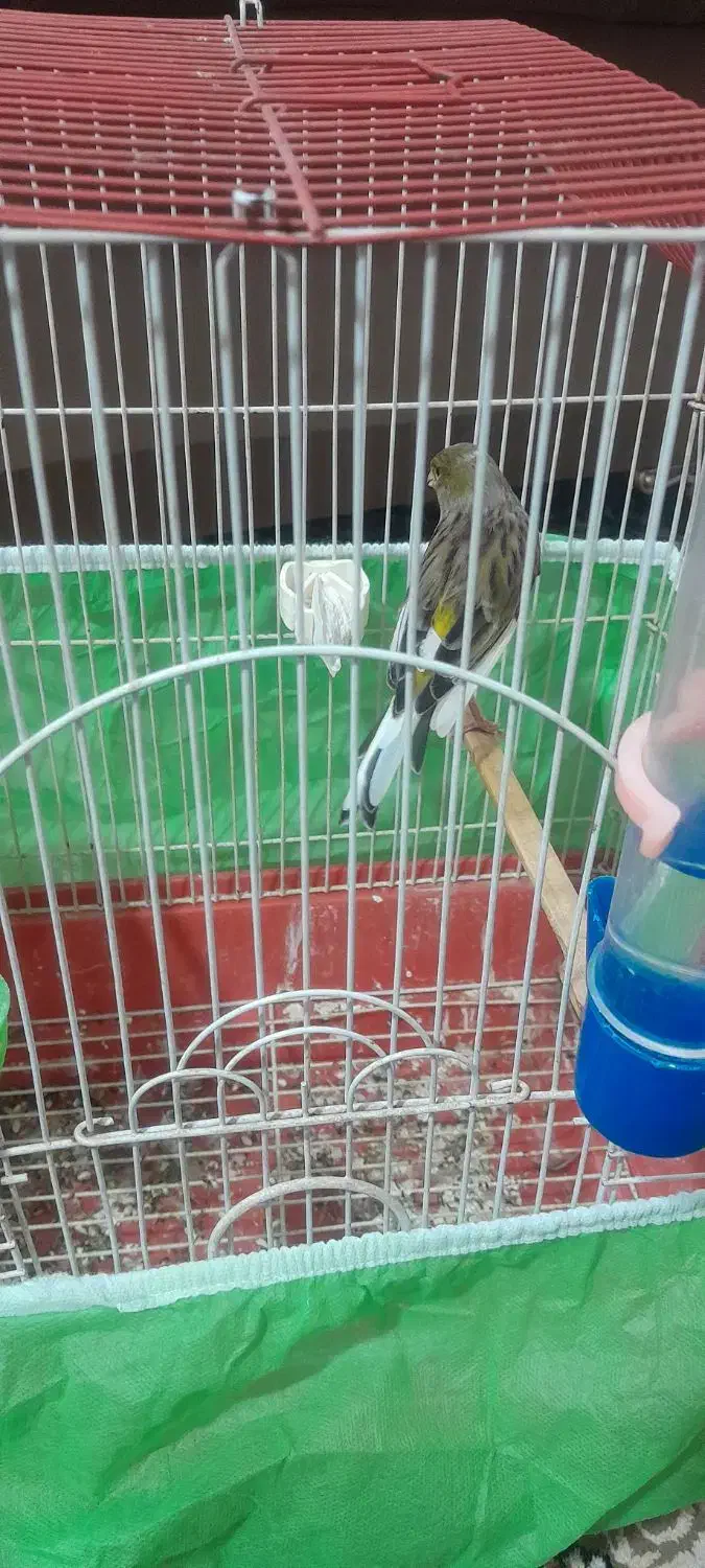 قناری نر مست بخون شلاقی به شرط خوندن|پرنده|پاکدشت, پاکدشت (مامازند)|دیوار