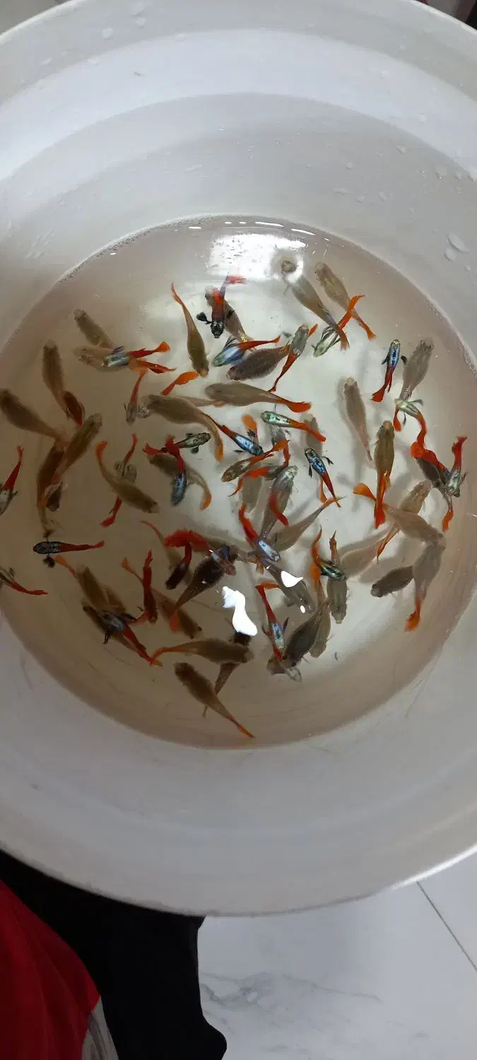 ماهی گوپی|ماهی|کرج, کوی کارمندان شمالی|دیوار