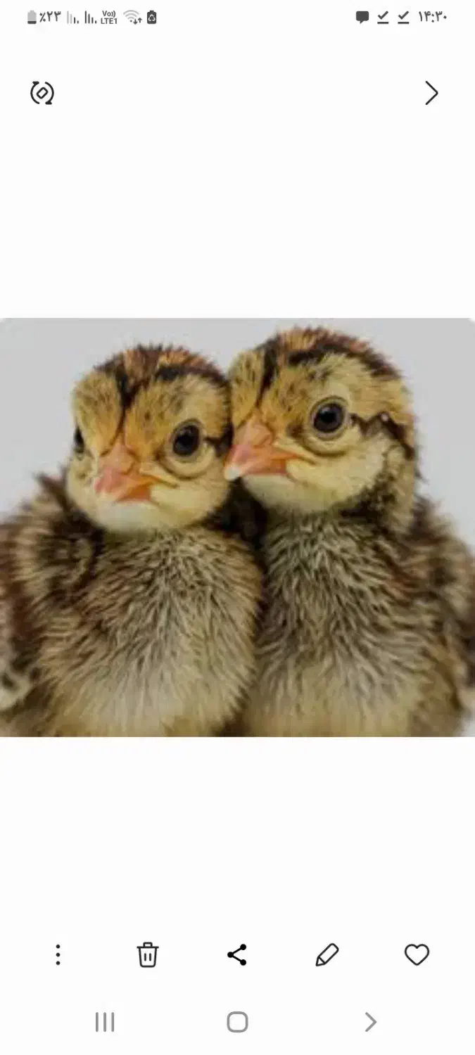 جوجه بلدرچین|حیوانات مزرعه|بیرجند, |دیوار