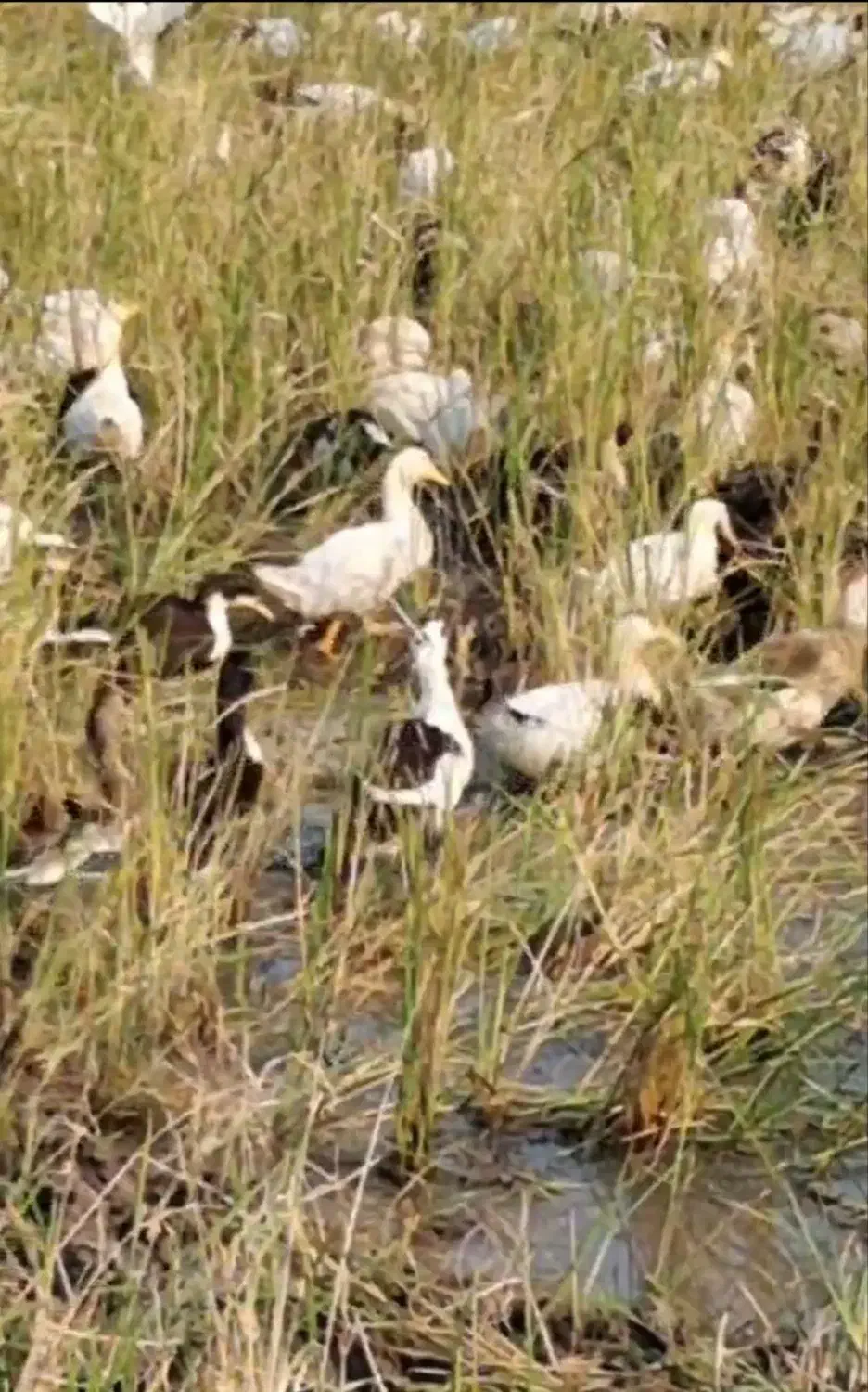 اردک شالیزار پاک کرده با مخلفات شکم 400تومن|حیوانات مزرعه|محمودآباد, |دیوار