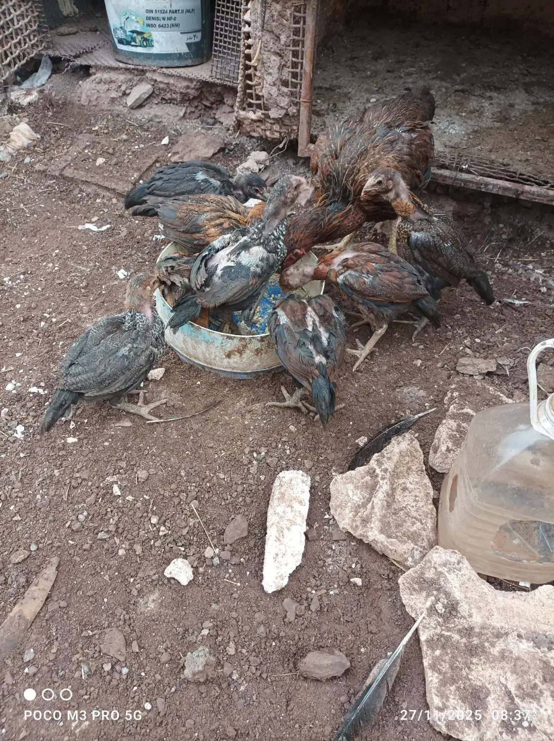 جوجه لاری افغان با مرغ|حیوانات مزرعه|رشت, لاکان|دیوار