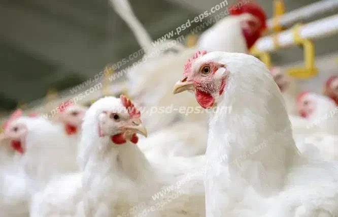 استخدام کارگر|استخدام صنعتی، فنی، مهندسی|قلقل رود, |دیوار