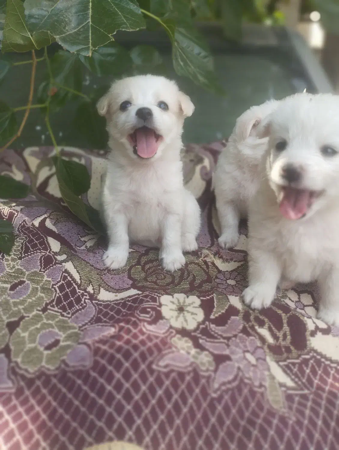 ...|سگ|میناب, |دیوار