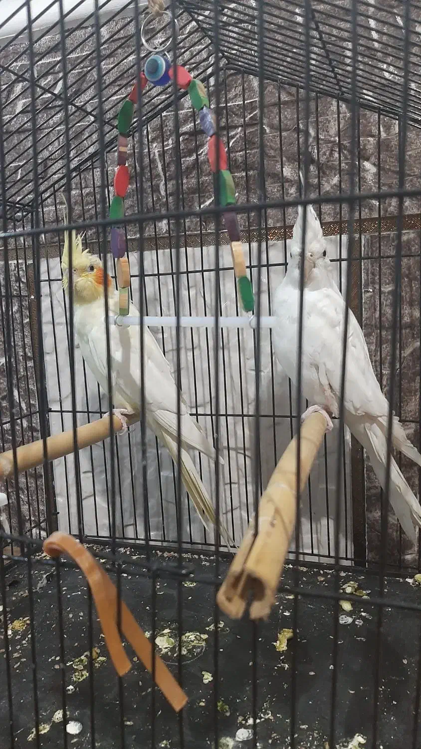 ۲۷۰۰|پرنده|زاهدان, |دیوار