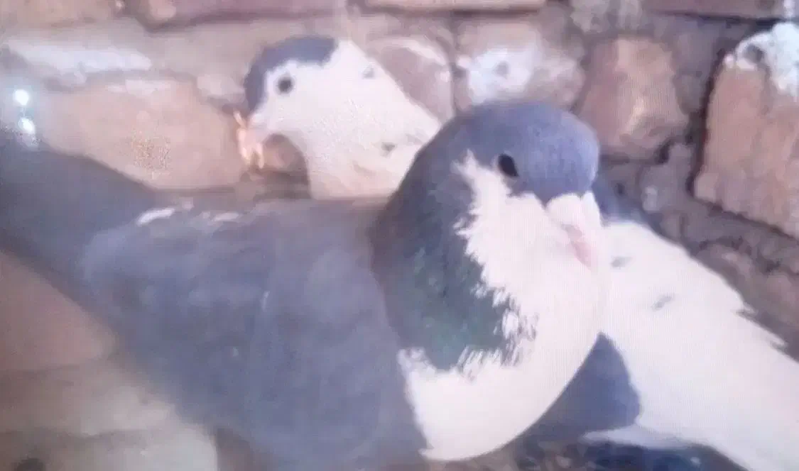 اسباب بازی کفتر|اسباب‌بازی بچه|زابل, |دیوار