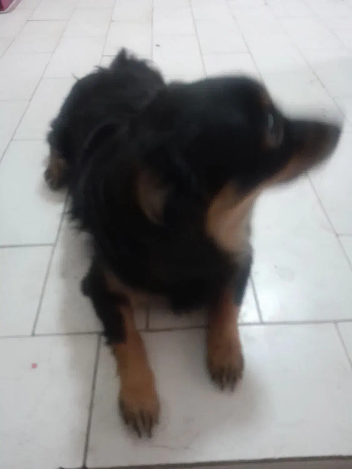 سگ نژاد دار|سگ|محمدشهر, محمدشهر|دیوار