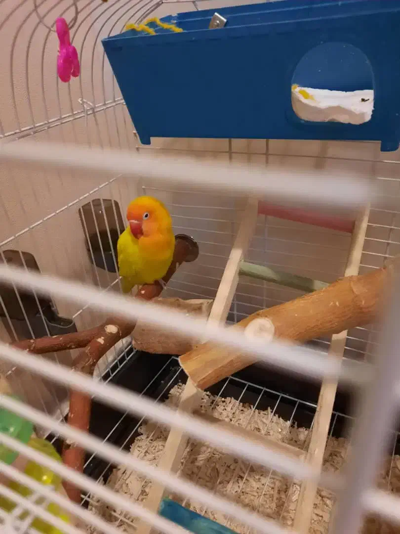 طوطی برزیلی|پرنده|تهران, اختیاریه|دیوار