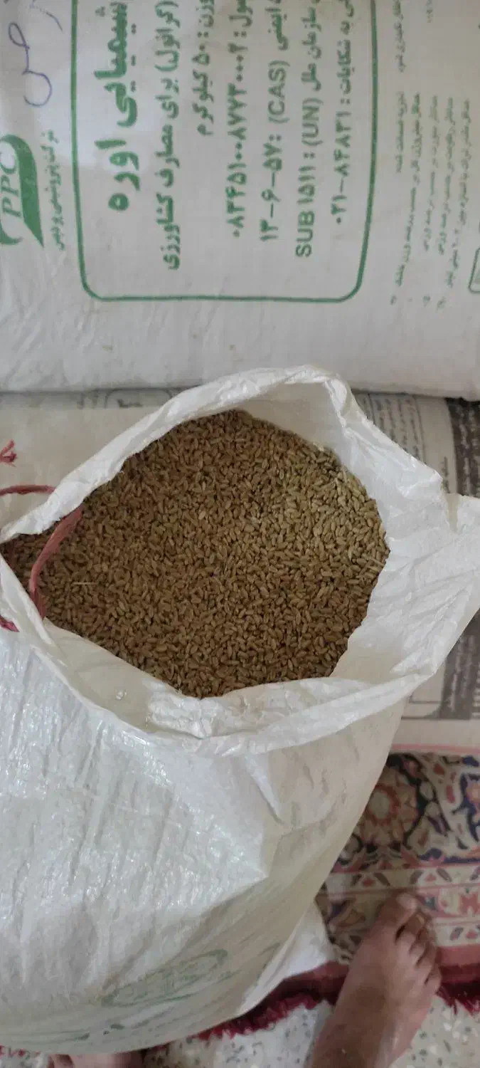 گندم مهرگان بذری|خدمات باغبانی و درختکاری|گتوند, |دیوار