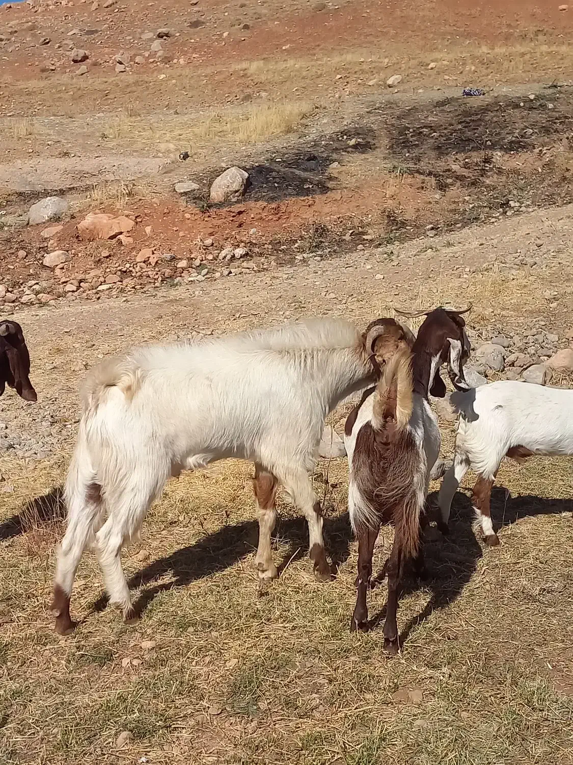 نر بز نژدی|حیوانات مزرعه|بروجرد, |دیوار