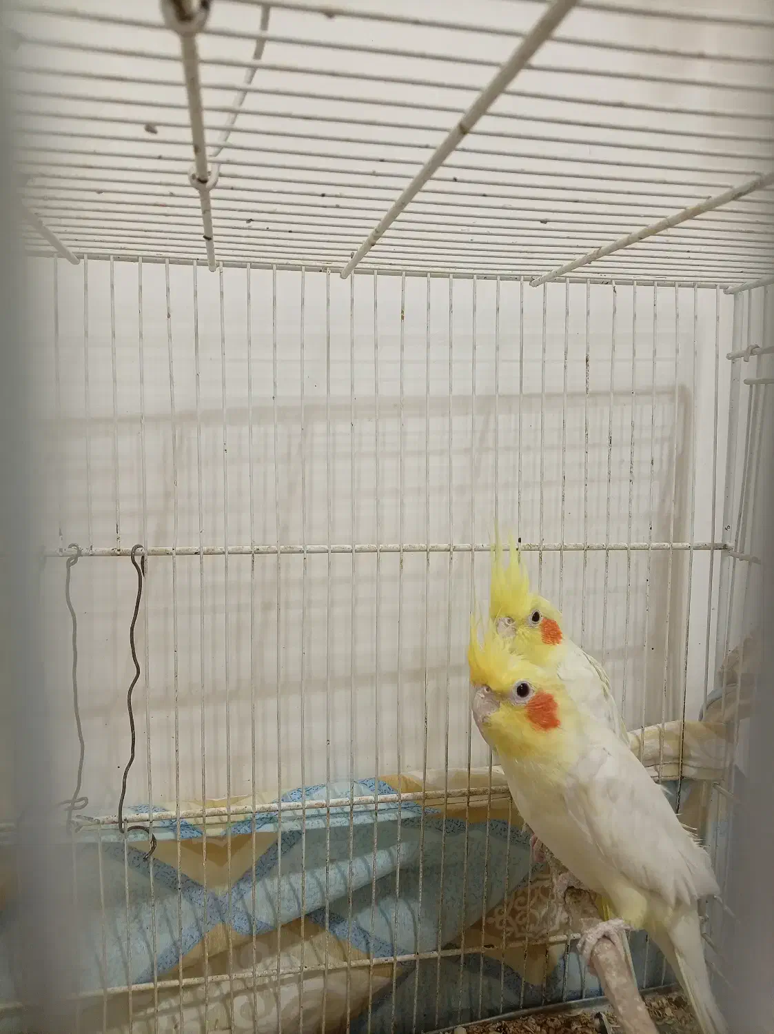 عروس هلندی|پرنده|فردوس (خراسان), |دیوار