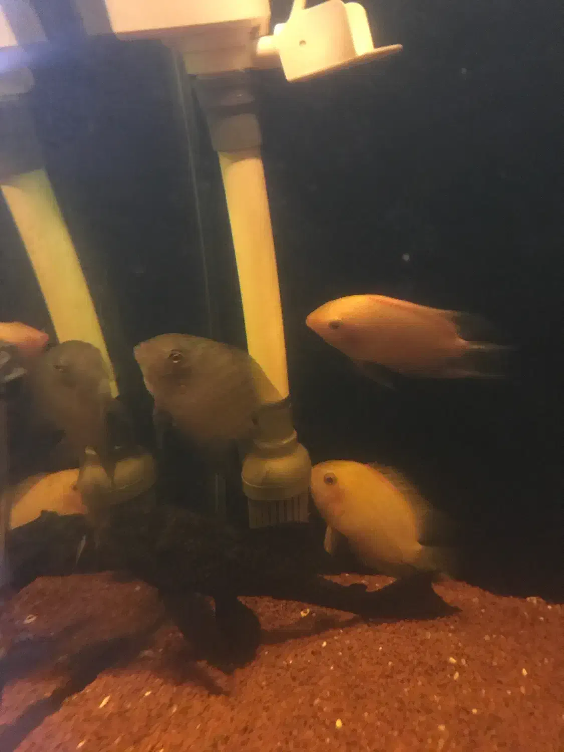 ماهی سوروم|ماهی|لاهیجان, مهرگان|دیوار