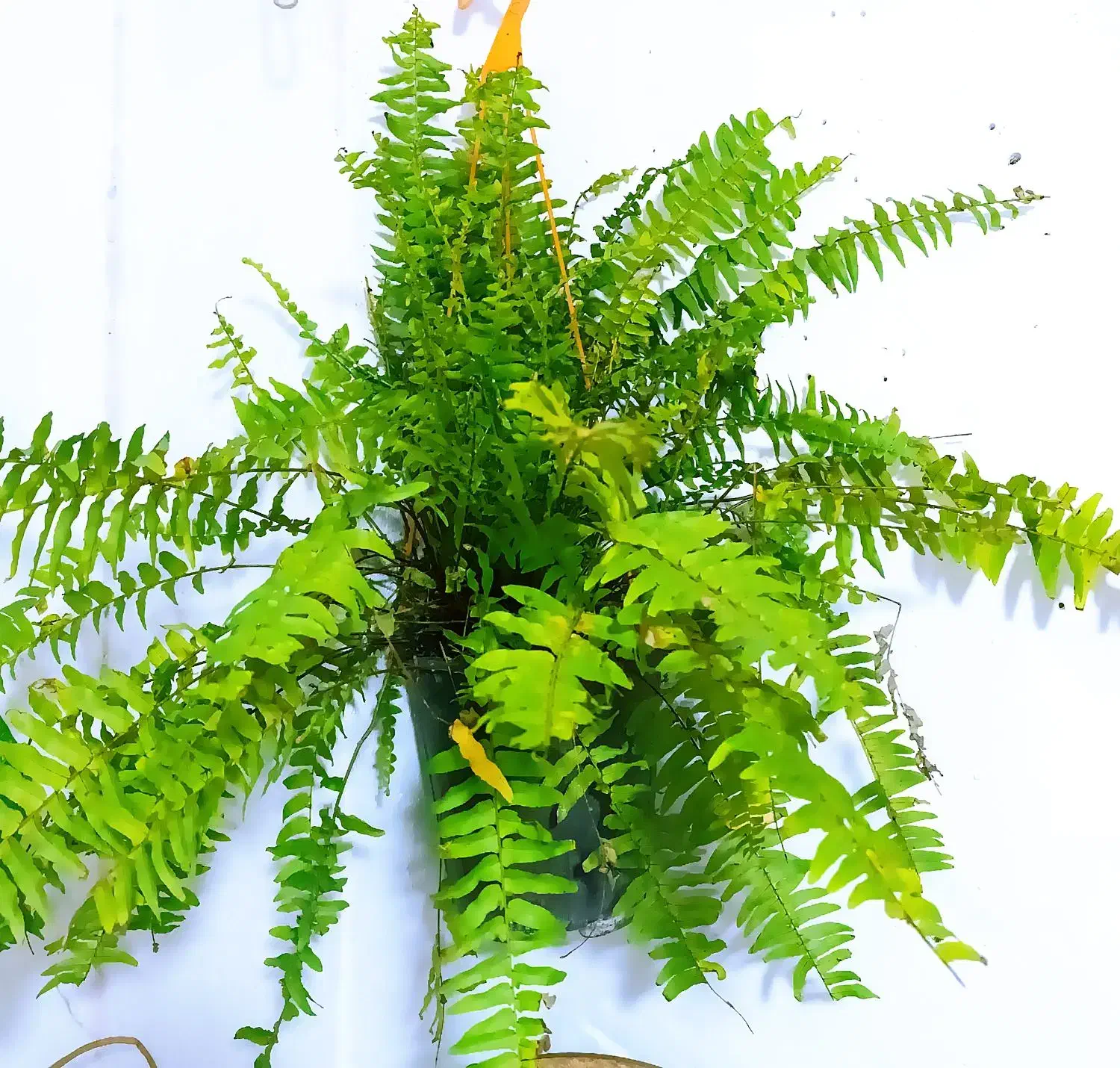 مجموعه ویژه گل‌های آپارتمانی و تراریوم|خدمات باغبانی و درختکاری|شیراز, حافظیه|دیوار