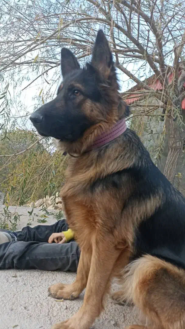 سگ ژرمن شپرد|سگ|بجنورد, |دیوار