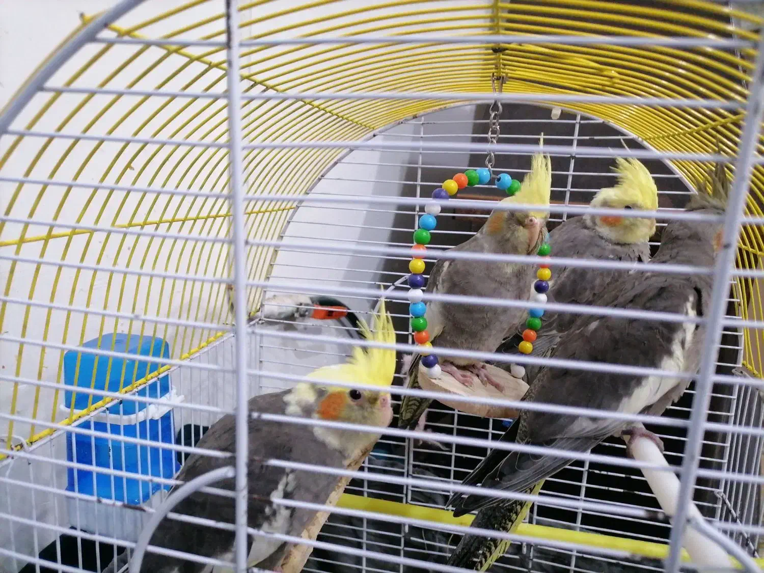 عروس هلندی|پرنده|رشت, کوی جام جم|دیوار