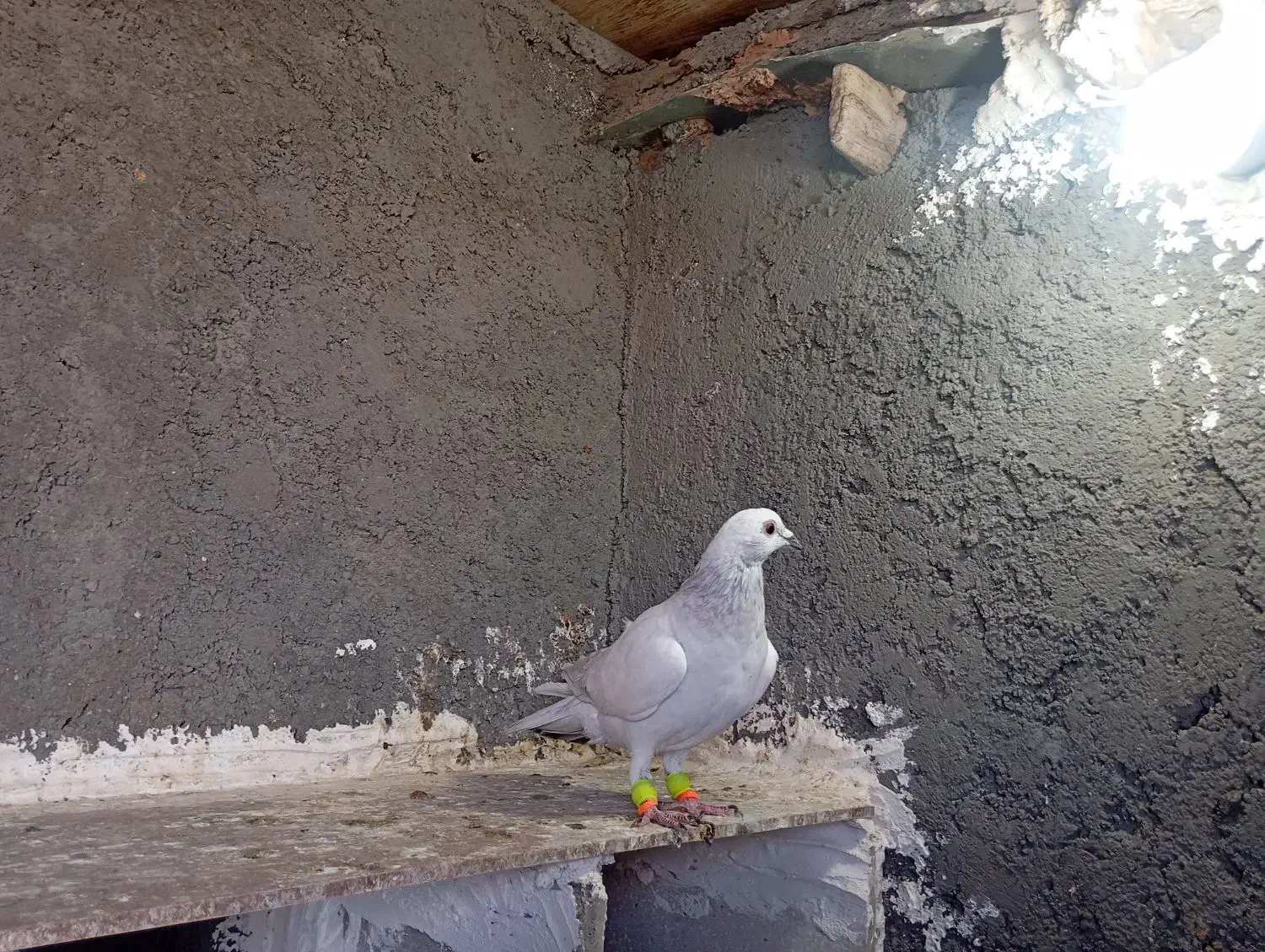 پاکستانی نر|پرنده|نوده انقلاب, |دیوار