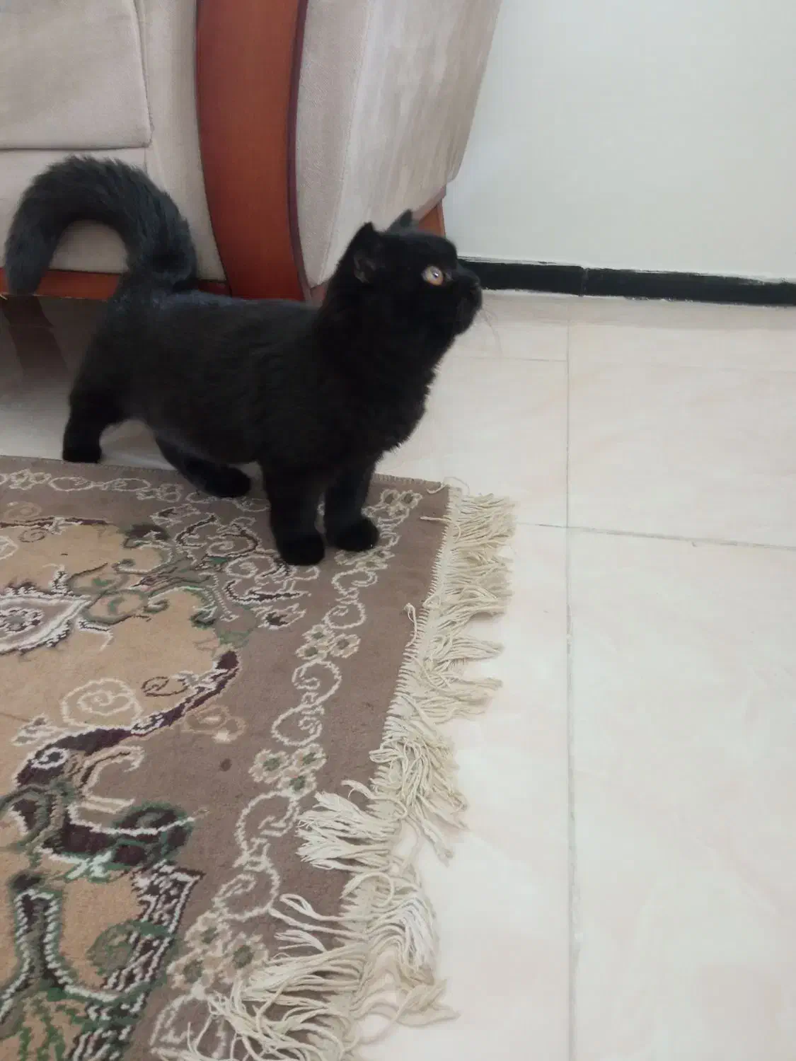 گربه اسکاتیش بریتیش ماده|گربه|ساری, |دیوار